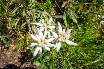 Edelweiss flowers in Vanoise national Park, France