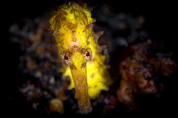 Obraz na płótnie Canvas Close up detail of yellow seahorse on coral reef - Hippocampus kuda