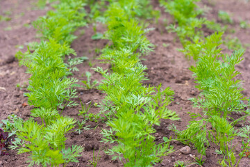 Young organic carrots grow in rows in the garden.