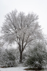 Fototapeta na wymiar trees under the snow in madrid