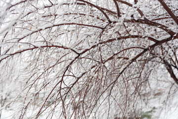 branch with snow in winter