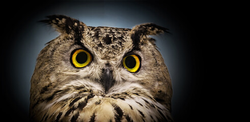A close look of the yellow eyes of a horned owl on a panoramic dark background.