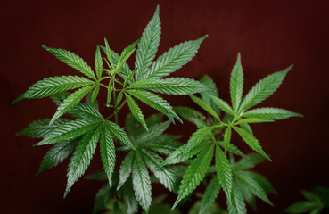 Fototapeta na wymiar A young cannabis plant on a brown background. Selective focus.