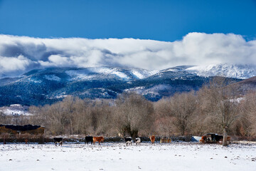 snowy mountains with cows in stable