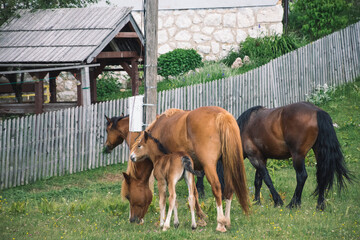 Naklejka na ściany i meble horse and foal in farm