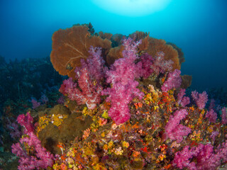 Fototapeta na wymiar Colorful coral bommie (Mergui archipelago, Myanmar)