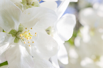 Fototapeta na wymiar White apple flowers closeup, spring blossom background, copy space