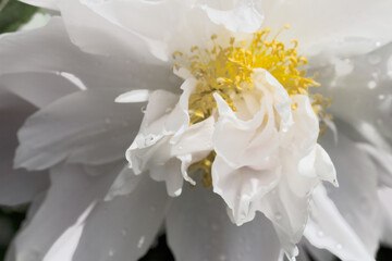 close up of white peony flower