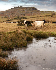 Bodmin Moor ponies and cattle cold morning Stowe's Hill Cornwall