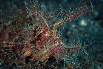 Fototapeta na wymiar Shaggy ambon scorpionfish - Pteroidichthys amboinensis