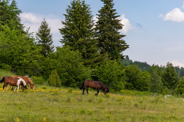 horses in the meadow