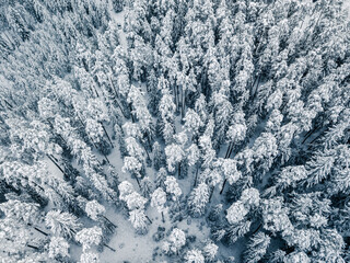Winter Scene of Snow Covered Forest