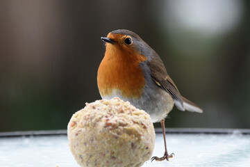 wunderschönes Rotkehlchen, Nahaufnahme