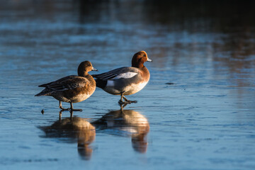 Eurasian Wigeon, Mareca penelope pair of birds on ice