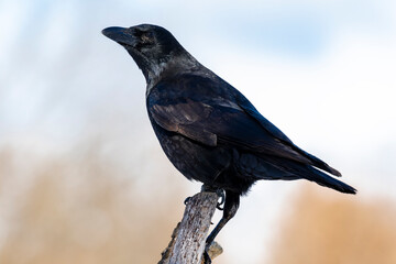 Carrion Crow (Corvus corone) perched on a branch against an out of focus background.