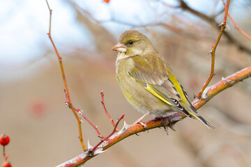 European greenfinch (chloris chloris) on a forest branch on an unfocused background