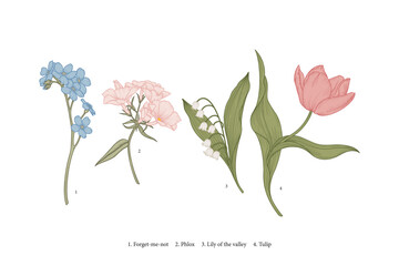 Vintage spring flowers. Vector botanical illustration.   Phlox, tulip, forget-me-not, lily of the valley.