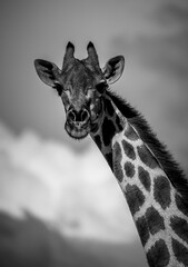 Giraffe in der Kalahari