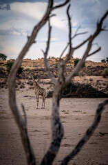 Giraffe in der trockenen Landschaft der Kalahari, Namibia
