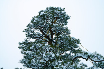 Snow day in Kanazawa, 2021.