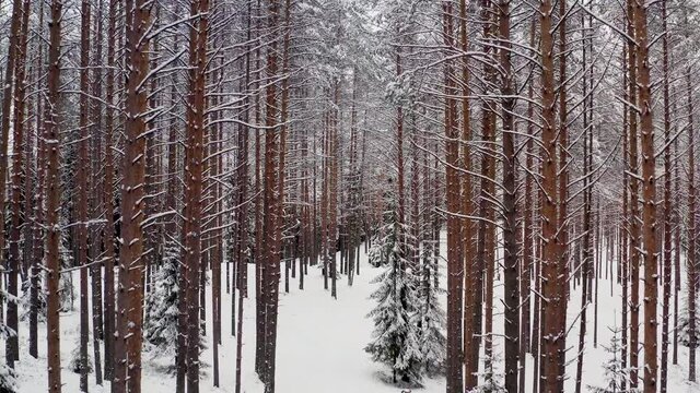 Forest in winter, drone fly over, zoom in shot of pine trees covered with snow. Aerial drone shot of winter forest and road among pine trees in white snow
