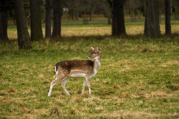 Naklejka na ściany i meble Wild young deer in Phoenix Park, Dublin, Ireland