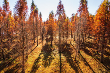 red wood trees in lake