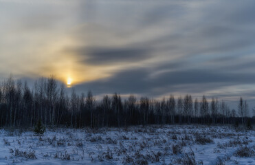 sunset in the forest. the yellow sun of an interesting elongated shape is a solar pillar. the sky in the clouds. birches lined up in a row and snow-covered land with grass. winter evening 