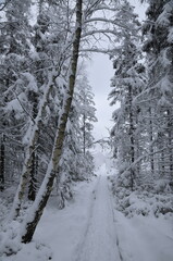 Stołowe Mountains, Poland