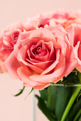 Bouquet of pink roses on pink background