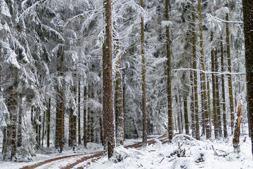 Fototapeta premium Weg durch winterlichen Märchenwald