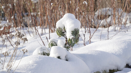 Snow covered garden on a sunny winter day near Neuhof, Germany.