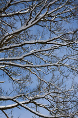 Obraz premium tree branches covered with snow in winter before blue sky. snowy branches backround