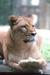 ライオン