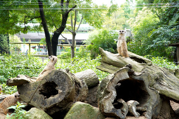 ミーアキャット