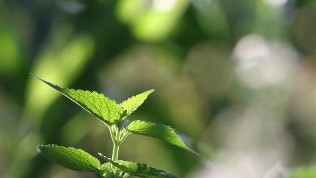 Growing mint. Mint leaves sway in the wind. The sun shines through the leaves. The background is beautifully blurred. Horizontal panning.