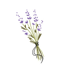 Flower bunch of  herb with lavender