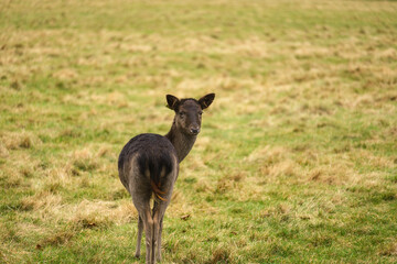 Wild young deer in Phoenix Park, Dublin, Ireland