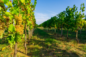Fototapeta na wymiar Autumn vineyard in Tuscany, Italy 