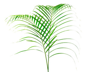 fresh palm leaves isolated on white background
