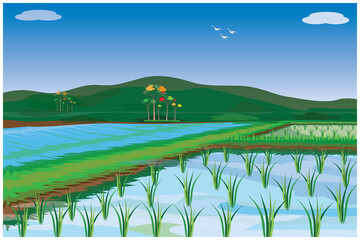 rice plant in paddy field vector design