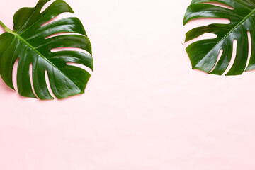 Fototapeta na wymiar Tropical Jungle Leaf, Monstera, resting on flat surface, on peach background.