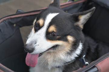 穏やかに笑う白黒の犬