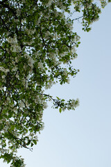 flowers and sky