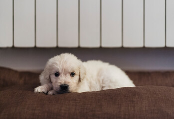 Beautiful puppy of Golden Retriever breed on the sofa at home