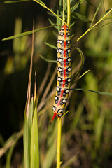 caterpillar on a leaf