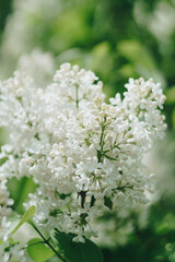 Small white spring flowers on a background of green foliage