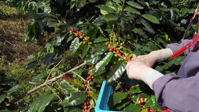 Close up picture of Farmers are collecting fresh coffee beans from Arabica trees grown on the highland in Mae Wang District, Chiang Mai Province.