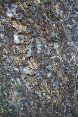 moldy tree wall texture