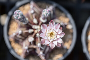 Cactus is a plant that lives in arid land such as desert
